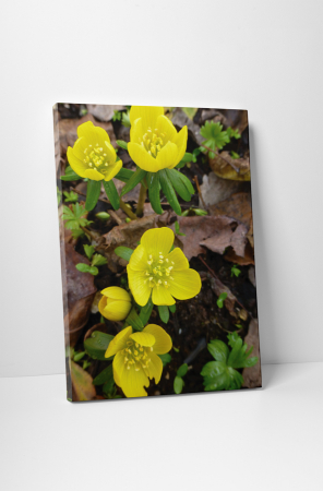 Tablouri Canvas - Tablou canvas : Flori marunte galbene