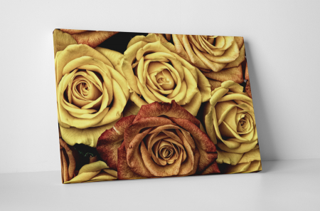 Tablouri Canvas - Tablou canvas : Trandafiri colorate