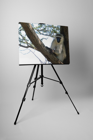 Tablou canvas : Maimuta pe copac [2]