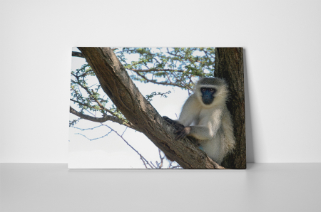Tablou canvas : Maimuta pe copac [1]