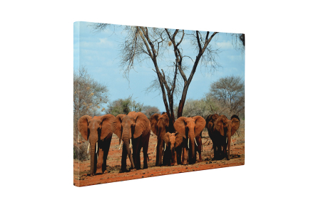 Tablou canvas : Familia de elefanti [4]
