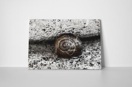 Tablou canvas : Melcusor [1]