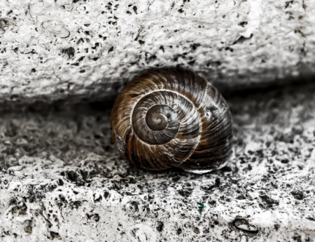 Tablou canvas : Melcusor [3]