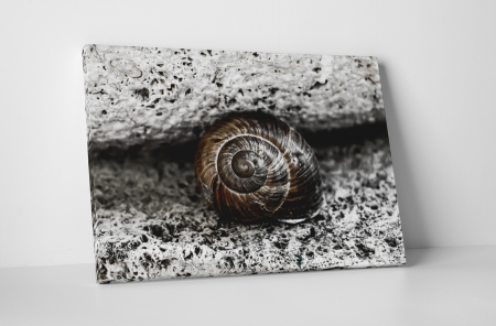 Animale - Tablou canvas : Melcusor