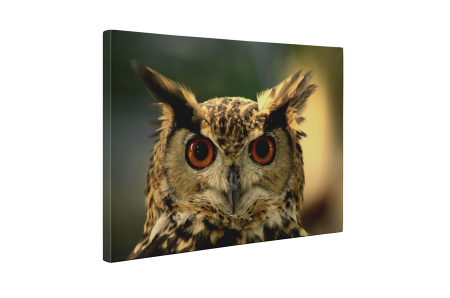 Tablou canvas : Ochi de bufnita [4]