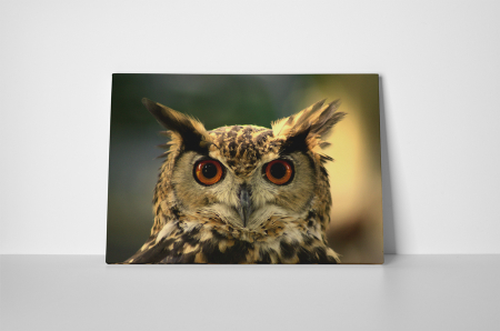 Tablou canvas : Ochi de bufnita [1]