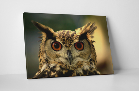 Animale - Tablou canvas : Ochi de bufnita