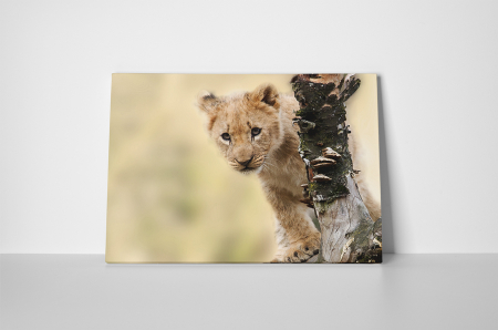 Tablou canvas : Pui de puma [1]