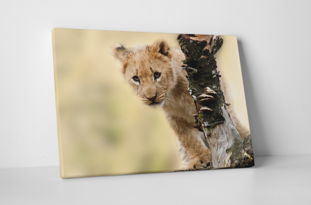 Animale - Tablou canvas : Pui de puma