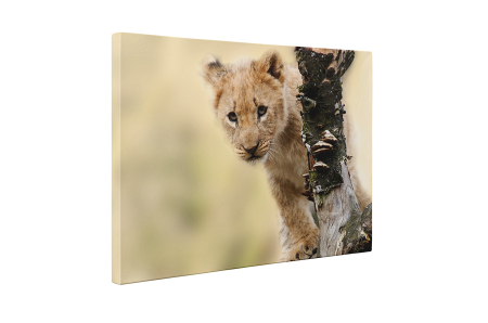 Tablou canvas : Pui de puma [4]