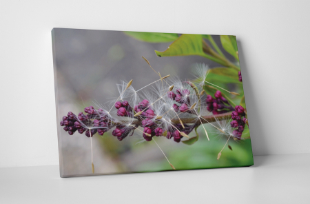 Tablouri Canvas - Tablou canvas : Liliac si papadie