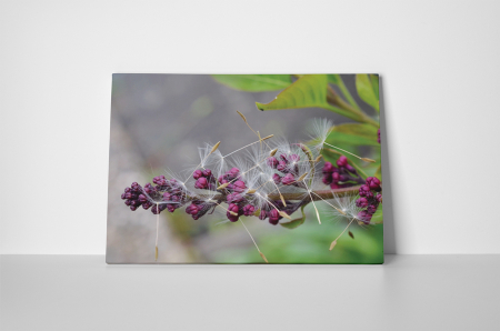 Tablou canvas : Liliac si papadie [1]