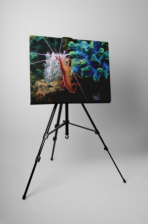 Tablou canvas : Krill [2]