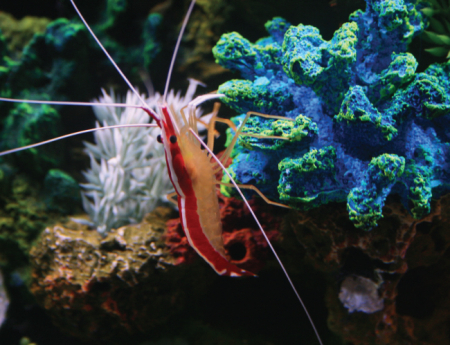 Tablou canvas : Krill [3]