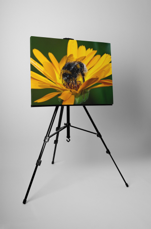 Tablou canvas : Gerbera si albinuta [2]