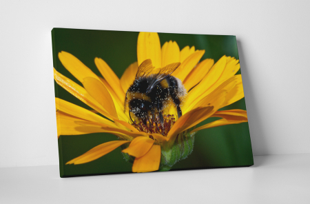 Tablouri Canvas - Tablou canvas : Gerbera si albinuta