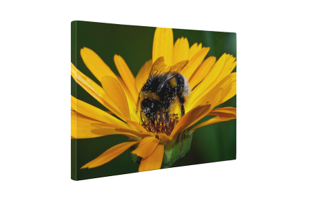 Tablou canvas : Gerbera si albinuta [4]