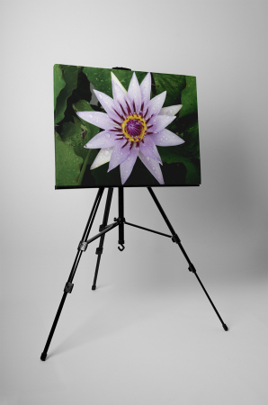 Tablou canvas : Nufar mov [2]