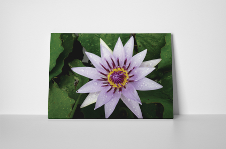 Tablou canvas : Nufar mov [1]
