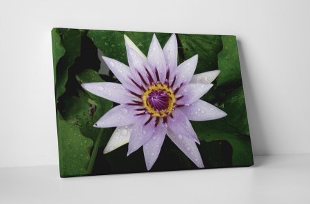 Tablouri Canvas - Tablou canvas : Nufar mov