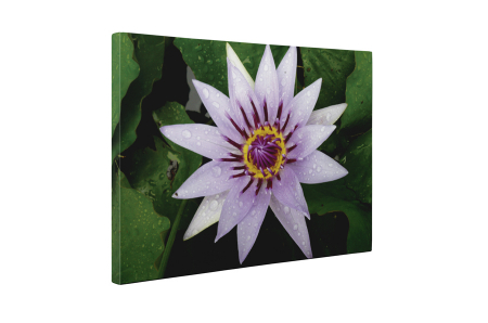 Tablou canvas : Nufar mov [4]