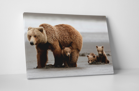 Animale - Tablou canvas : Familie de ursi