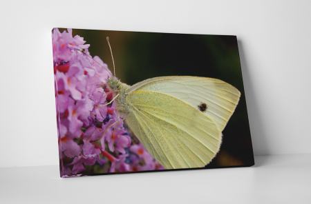 Animale - Tablou canvas : Un fluture