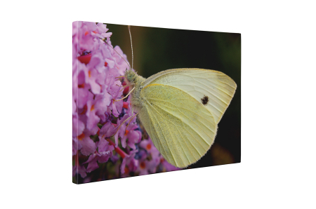 Tablou canvas : Un fluture [4]
