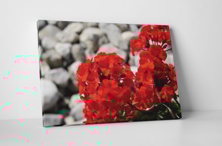 Tablouri Canvas - Tablou canvas : Muscata rosie