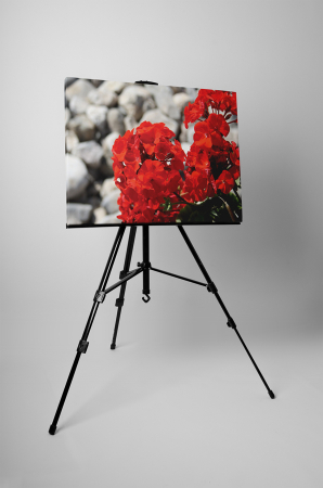 Tablou canvas : Muscata rosie [2]