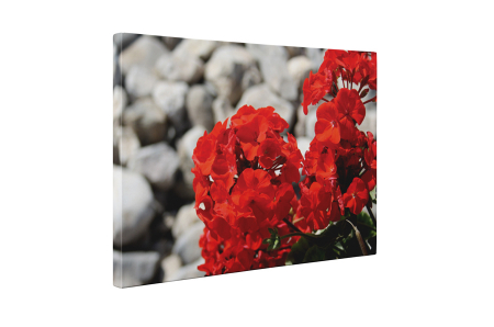 Tablou canvas : Muscata rosie [4]