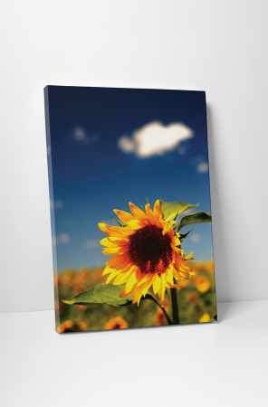 Tablouri Canvas - Tablou canvas : Floarea soarelui vara