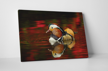 Animale - Tablou canvas : Rata mandarin