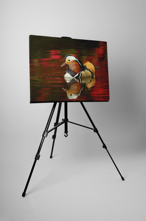 Tablou canvas : Rata mandarin [2]