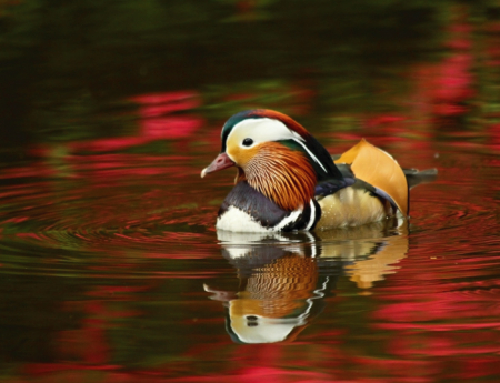 Tablou canvas : Rata mandarin [3]