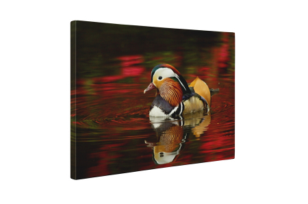 Tablou canvas : Rata mandarin [4]