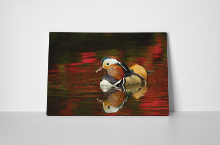 Tablou canvas : Rata mandarin [1]