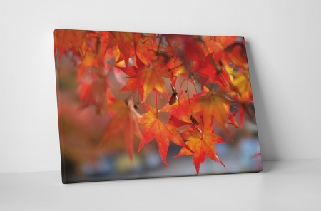 Tablouri Canvas - Tablou canvas : Frunze de artar