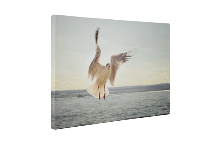 Tablou canvas : Pescarus [4]