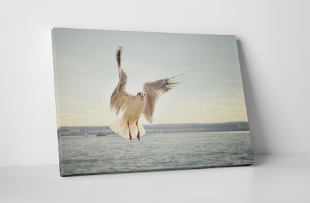 Animale - Tablou canvas : Pescarus