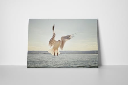 Tablou canvas : Pescarus [1]