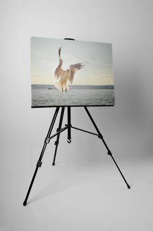 Tablou canvas : Pescarus [2]