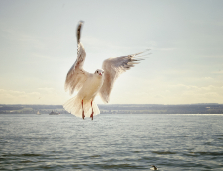 Tablou canvas : Pescarus [3]