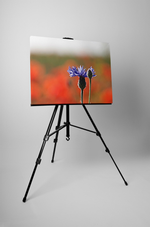 Tablou canvas : Floare mov [2]