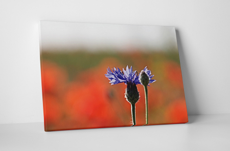 Tablouri Canvas - Tablou canvas : Floare mov