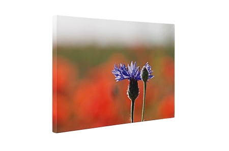 Tablou canvas : Floare mov [4]