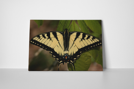 Tablou canvas : Papilionidae galbena [1]