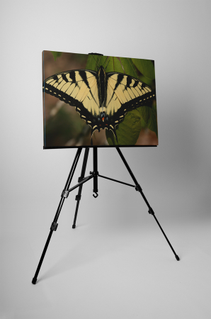 Tablou canvas : Papilionidae galbena [2]