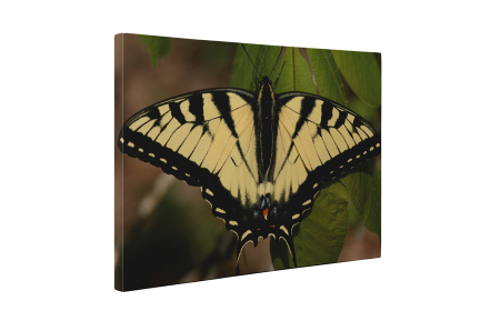 Tablou canvas : Papilionidae galbena [4]