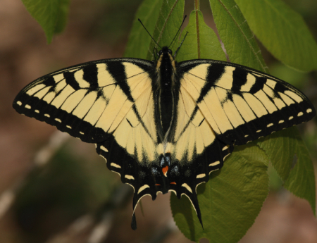 Tablou canvas : Papilionidae galbena [3]